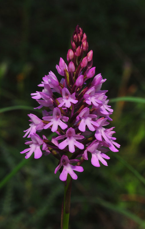 Anacamtis pyramidalis