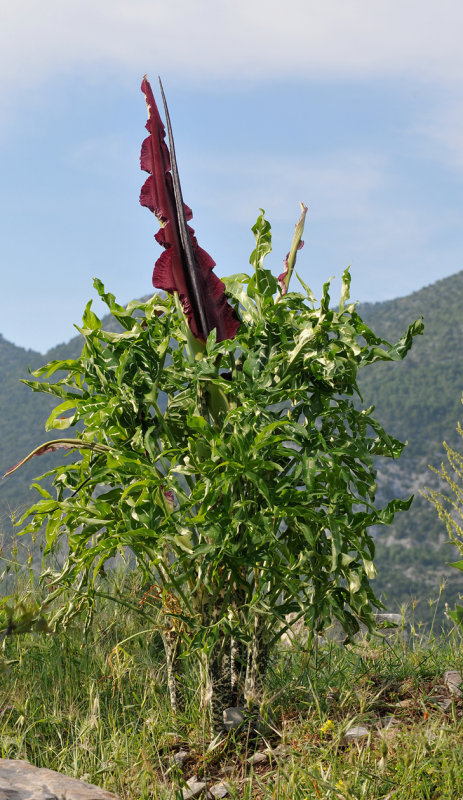 Dracunculus vulgaris