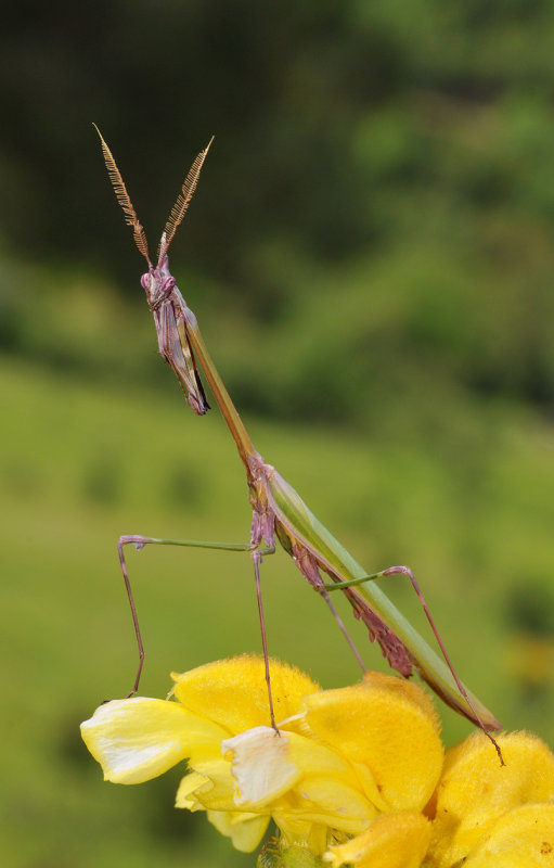 Empusa fasciata. Male.