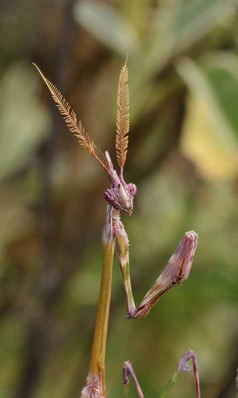 Empusa fasciata. Male. Close-up.