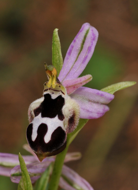 Ophrys reinholdii subsp. strausii. Close-up side.