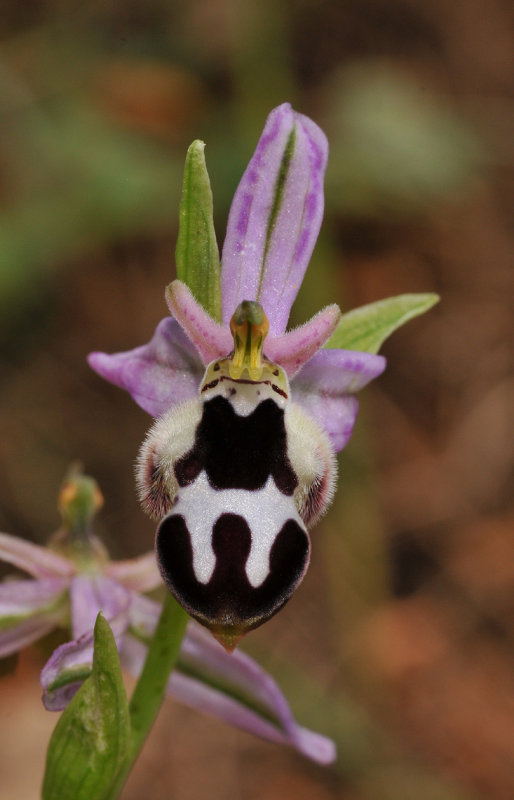 Ophrys reinholdii subsp. strausii. Close-up 