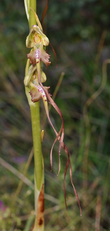 Himantoglossum montis-tauri. Close-up.