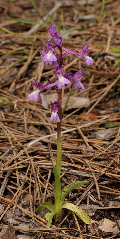 Anacamptis morio subsp. syriaca..