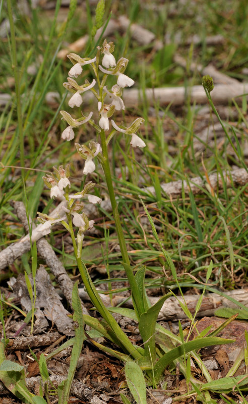 Anacamptis morio subsp. syriaca. White flowered form.