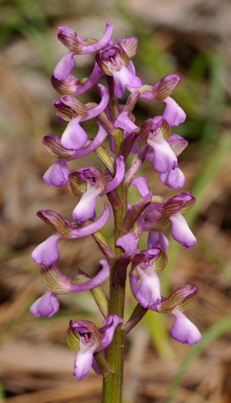 Anacamptis morio subsp. syriaca. Closer.