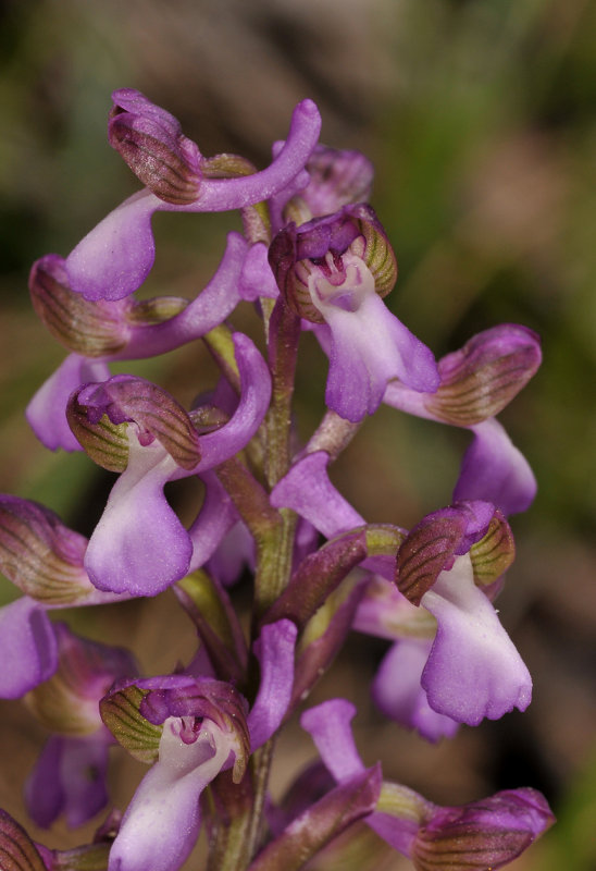 Anacamptis morio subsp. syriaca. Close-up.
