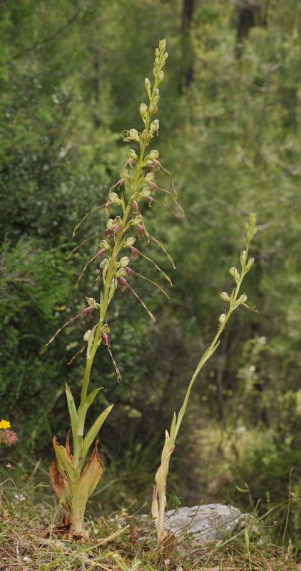 Himantoglossum montis-tauri.