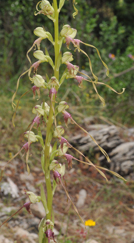 Himantoglossum montis-tauri. Closer.