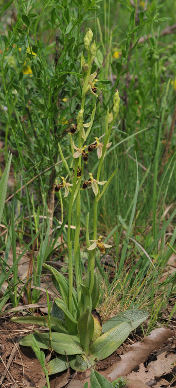 Ophrys hygrophila