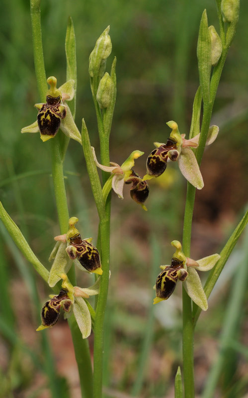 Ophrys hygrophila. Closer.