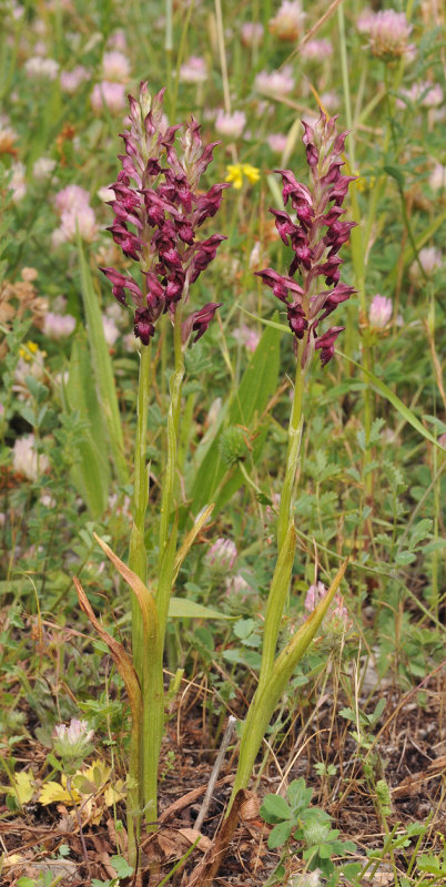 Anacamptis fragrans
