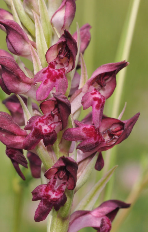 Anacamptis fragrans. Close-up.