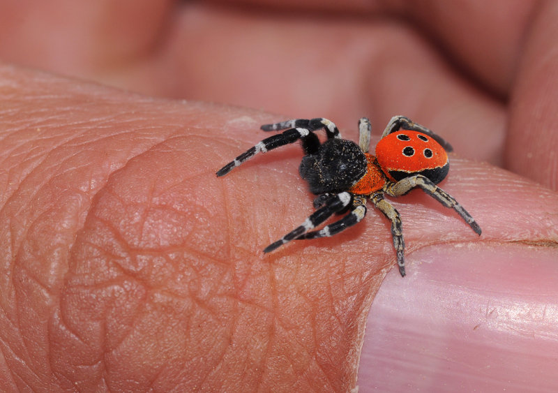 Eresus walckenaerius on finger.