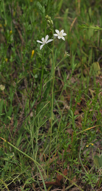 Ornithogalum sp.