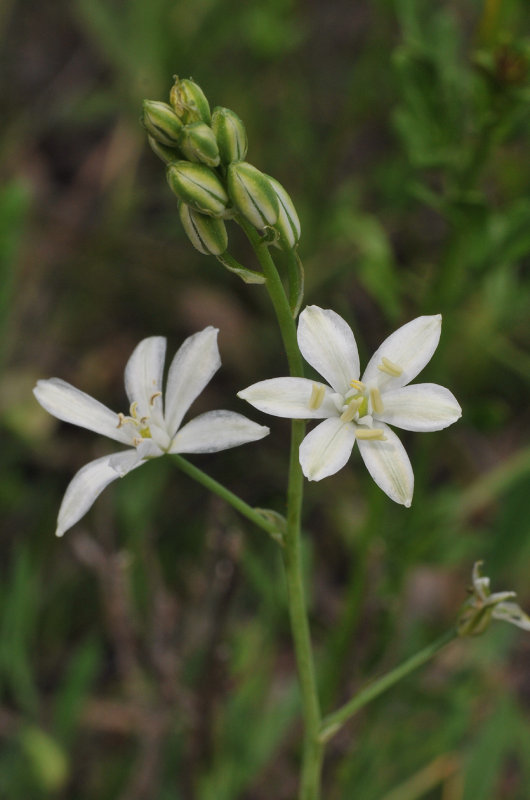 Ornithogalum sp. Close-up.