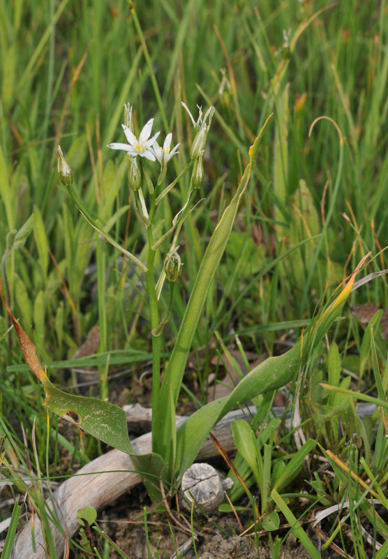 Ornithogalum sp.