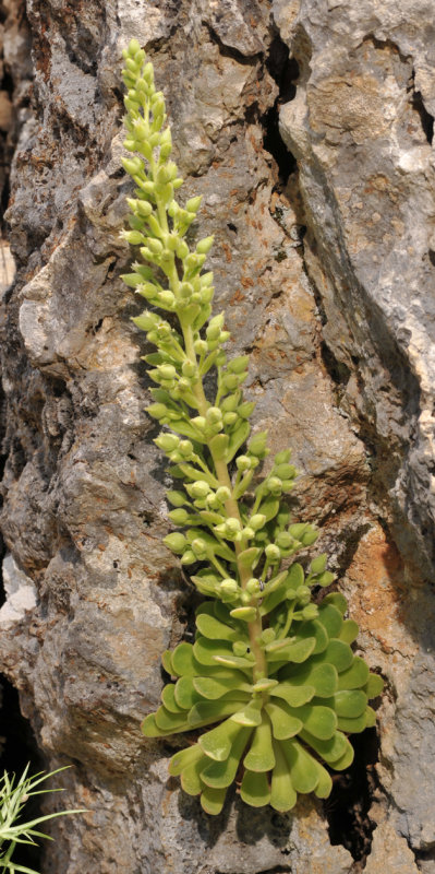 Succulent with minty scent.