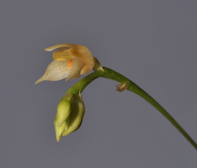 Bulbophyllum korthalsii. Close-up side. 