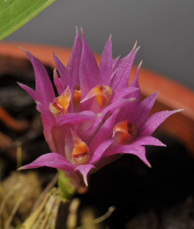 Dendrobium petiolatum. Close-up. 