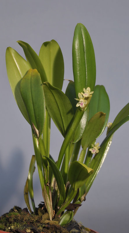 Dendrobium triquetrum 