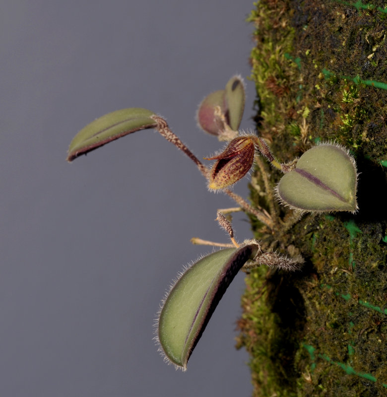 Dresslerella sijmiana