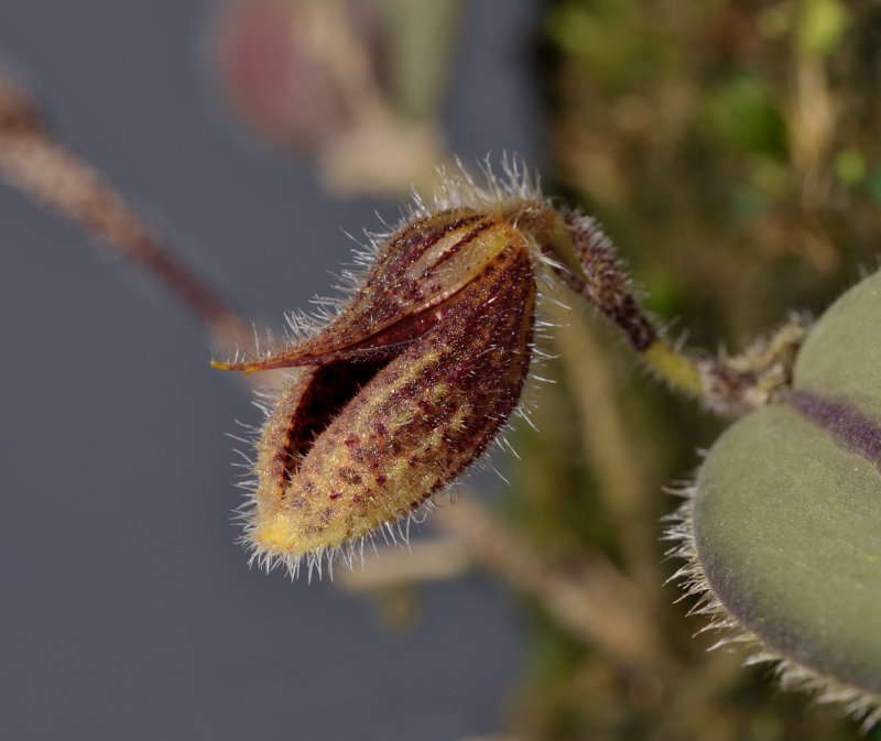 Dresslerella sijmiana. Close-up.