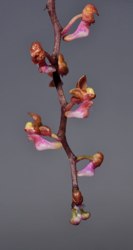Malleola witteana 