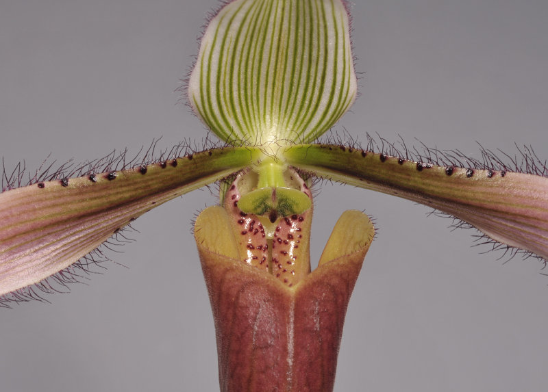 Paphiopedilum dayanum. Close-up.