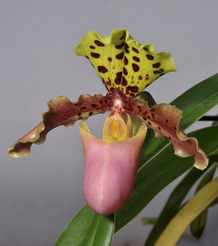 Paphiopedilum henryanum. Close-up.