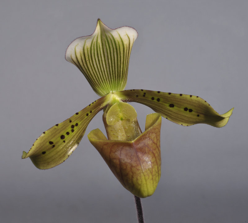 Paphiopedilum tonsum. Close-up.