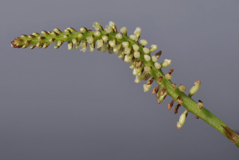 Phreatia sp. Closer. 