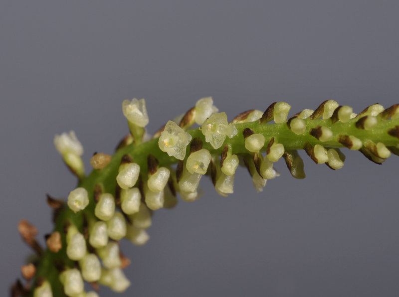 Phreatia sp. Close-up. 