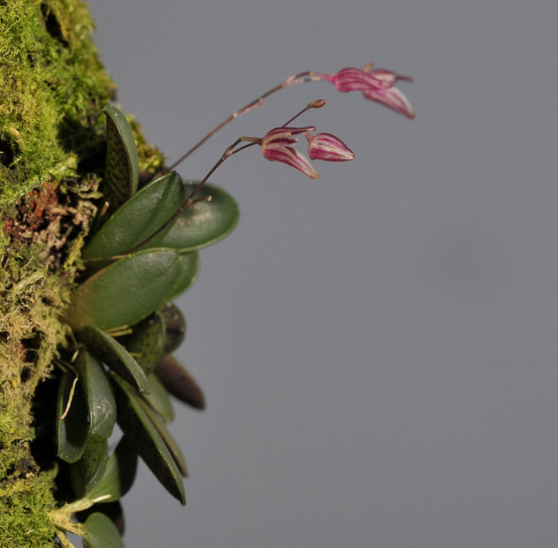 Pleurothallis grobyi complex. 