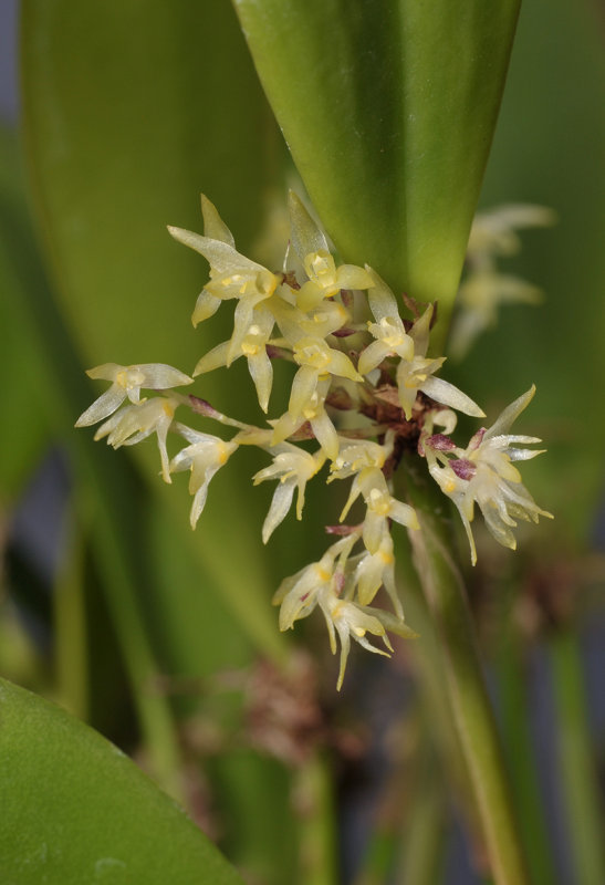 Pleurothallis sp. Closer.