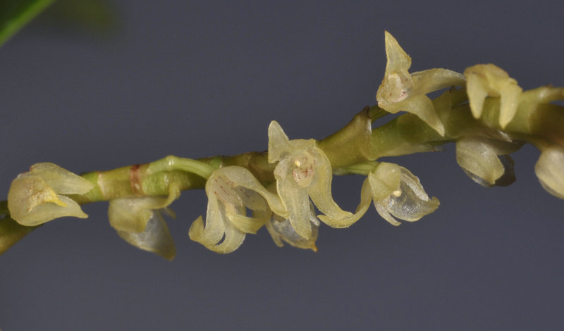 Pleurothallis sp. Surinam. Closer. 