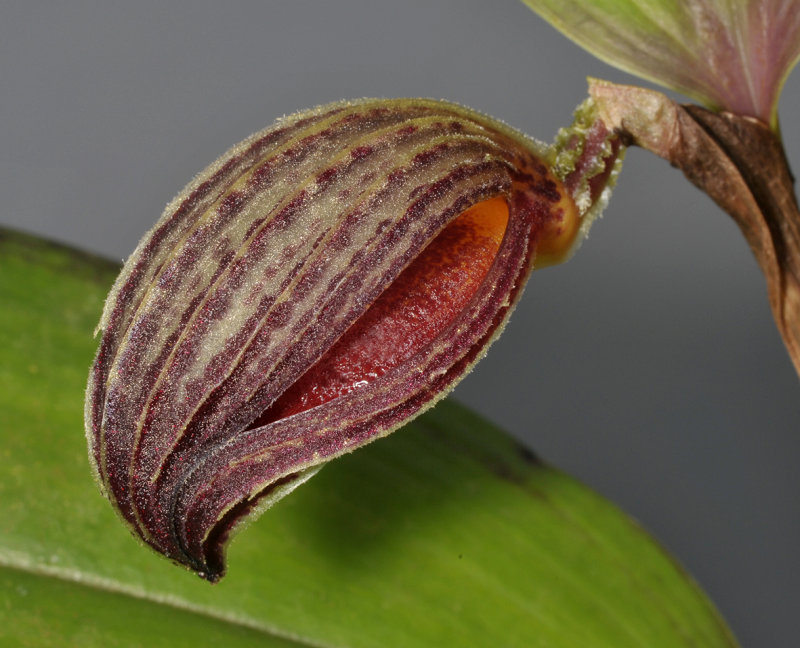 Zootrophion dayanum. Close-up.