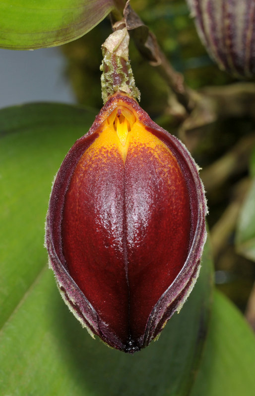 Zootrophion dayanum. Close-up opened.