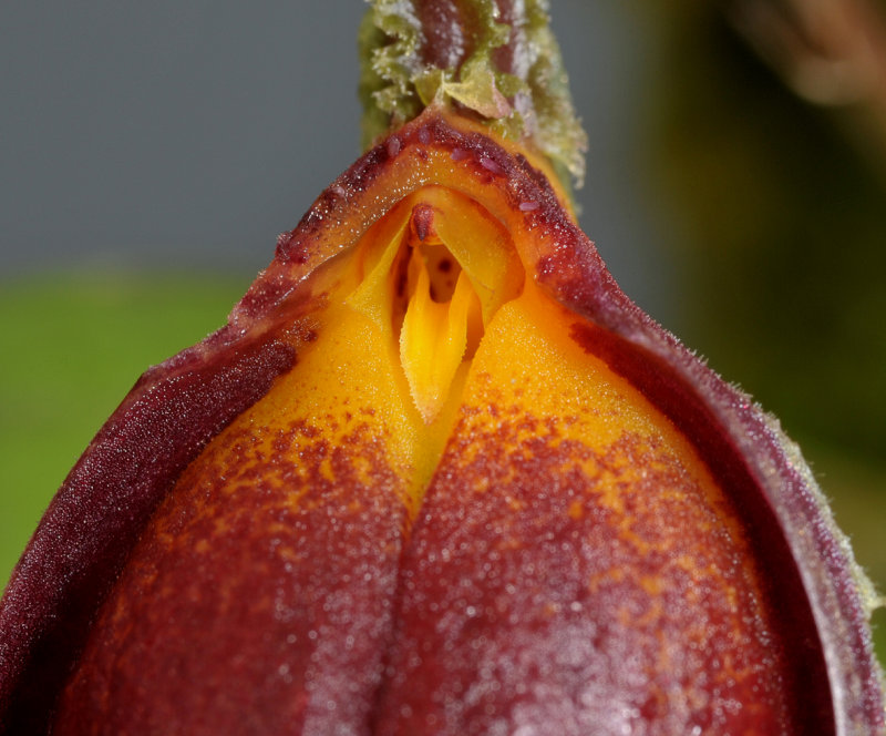 Zootrophion dayanum. Close-up opened.