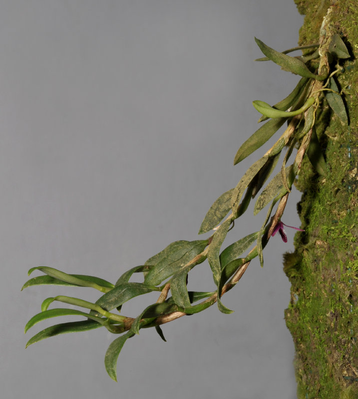 Bulbophyllum sp.