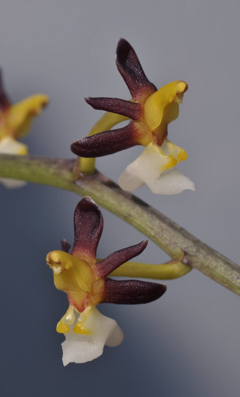Cleisostoma fuerstenbergianum. Close-up.