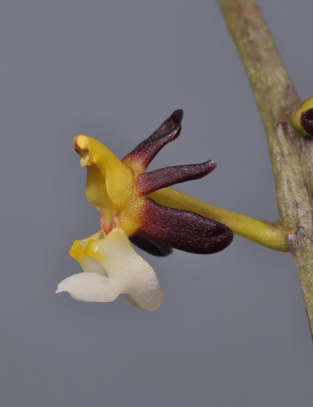 Cleisostoma fuerstenbergianum. Close-up side.