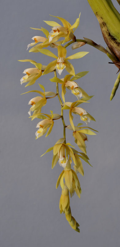 Coelogyne rochussenii. Closer.