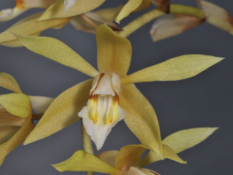 Coelogyne rochussenii. Close-up.