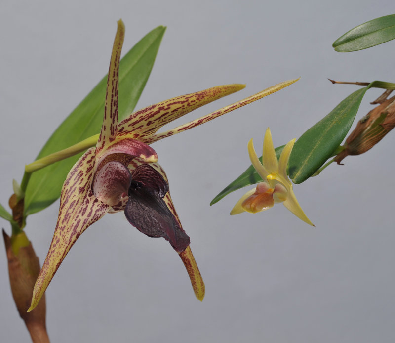 Dendrobium amplum and Dendrobium brunneum.