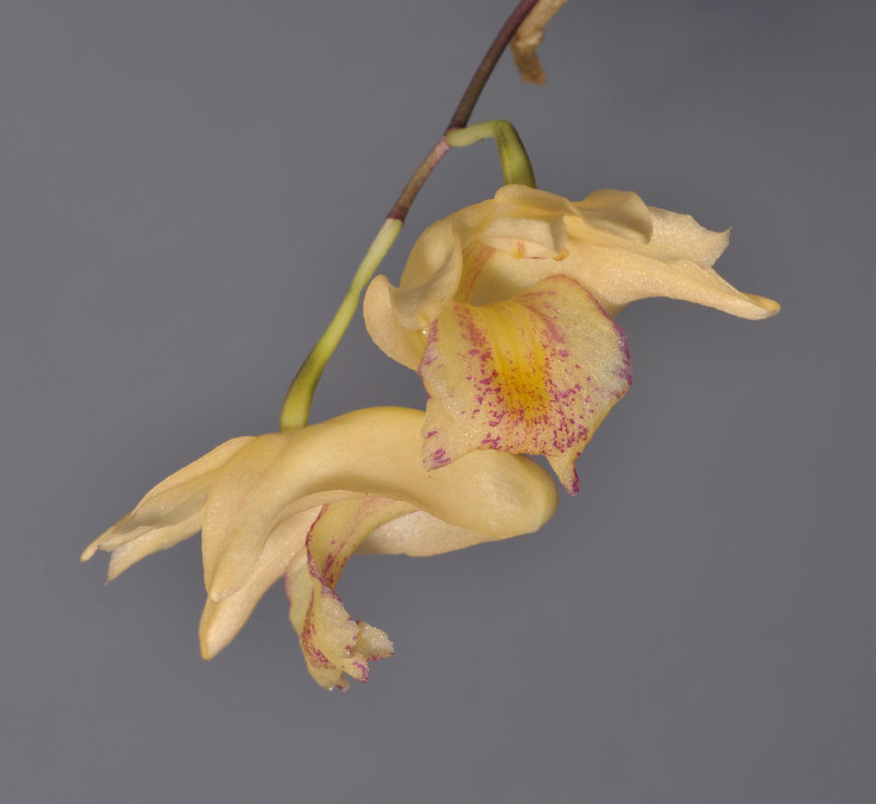 Dendrobium nudum. Close-up.