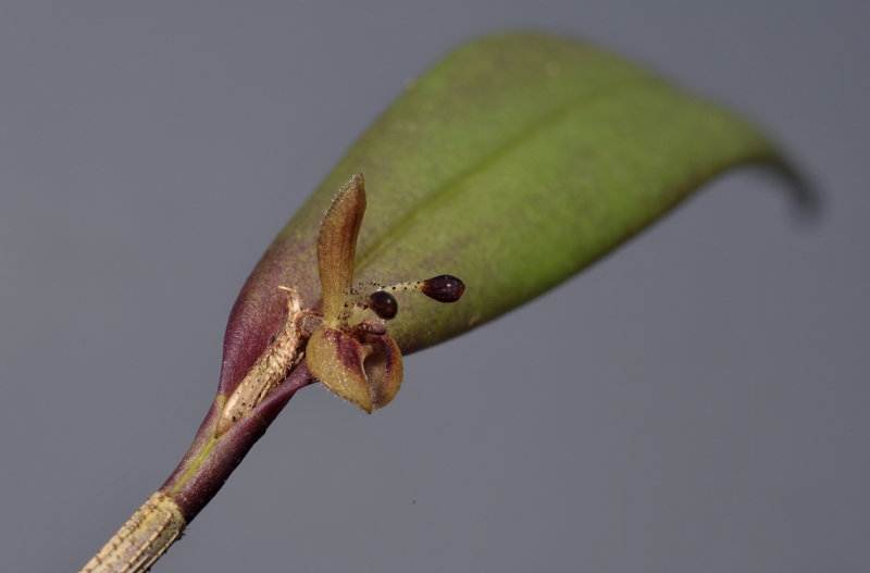 Myoxanthus reymondii. Closer.
