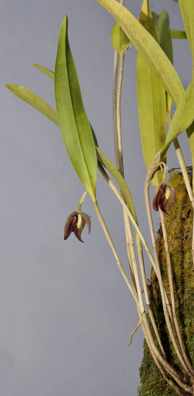Myoxanthus serripetalus