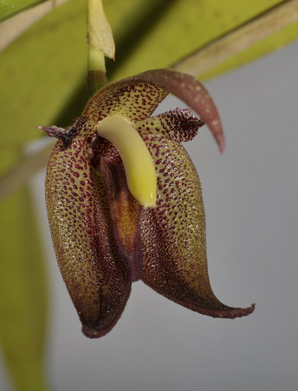 Myoxanthus serripetalus. Close-up.
