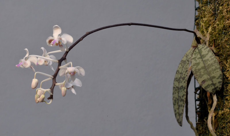 Phalaenopsis celebensis
